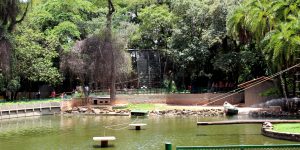 Bosque dos Jequitibás